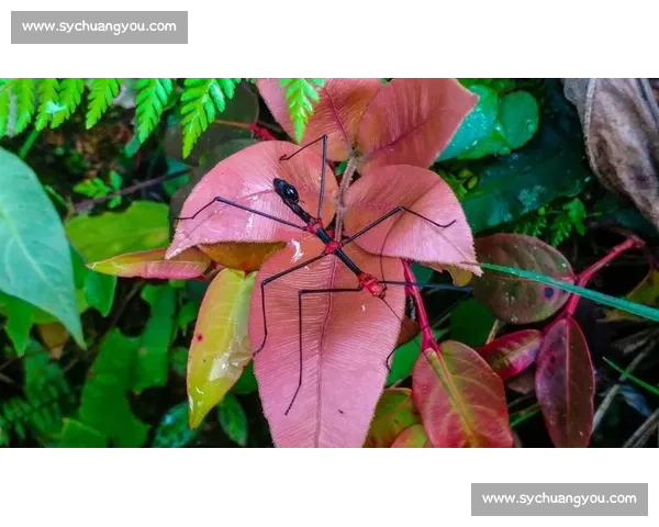 SL比赛精彩纷呈 全新赛季赛事亮点解析与战队动态盘点